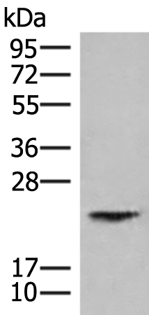HEBP1 Antibody