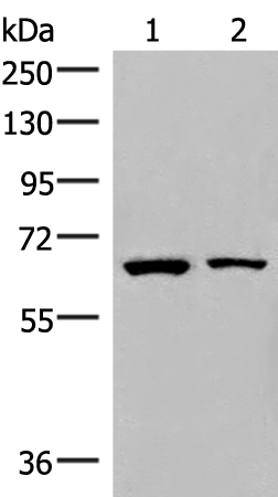 ZNF85 Antibody