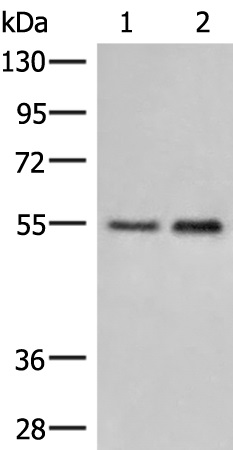 HTRA4 Antibody