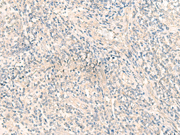 IER5 Antibody