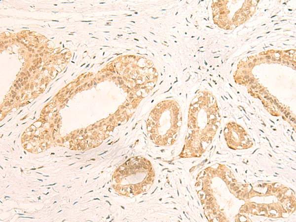 IFI35 Antibody