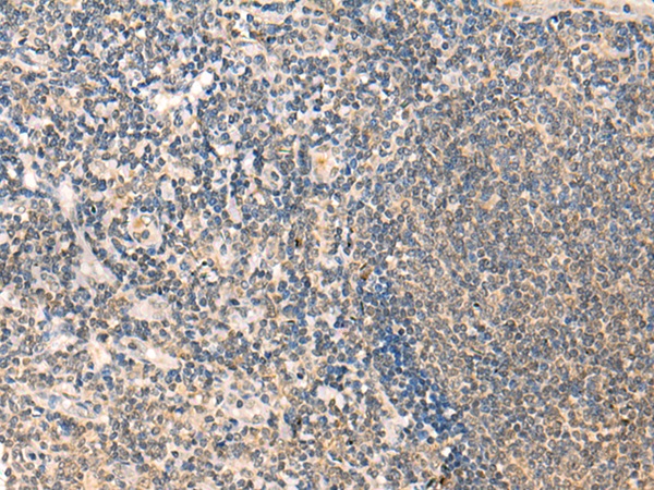 ELP1 Antibody