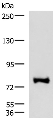 FOXK2 Antibody
