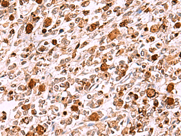 INO80 Antibody