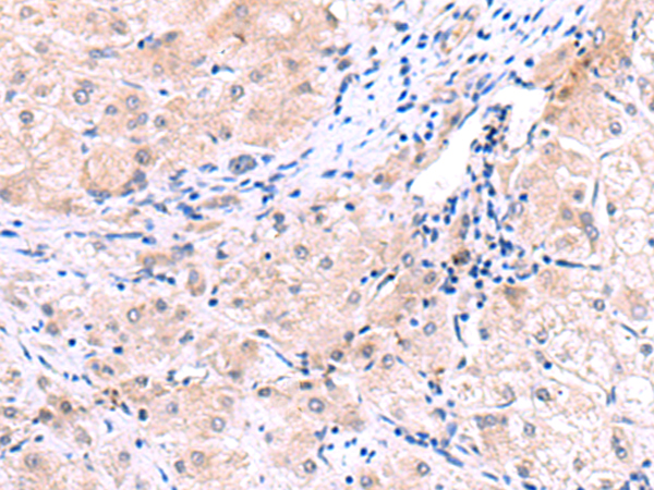 LMLN Antibody