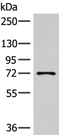 LMLN Antibody