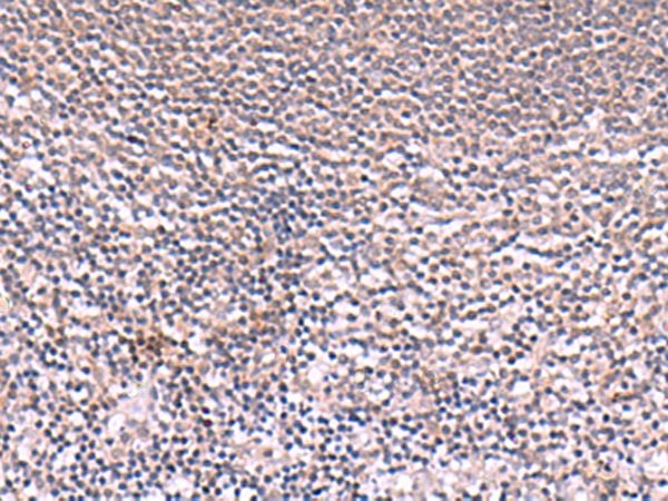IRX6 Antibody