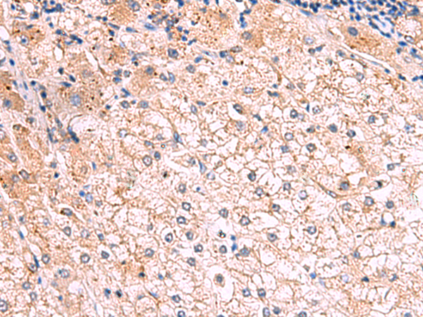 KLK9 Antibody