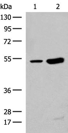 ZBTB43 Antibody