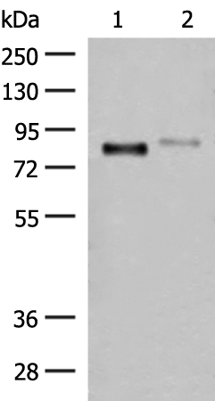 STT3A Antibody
