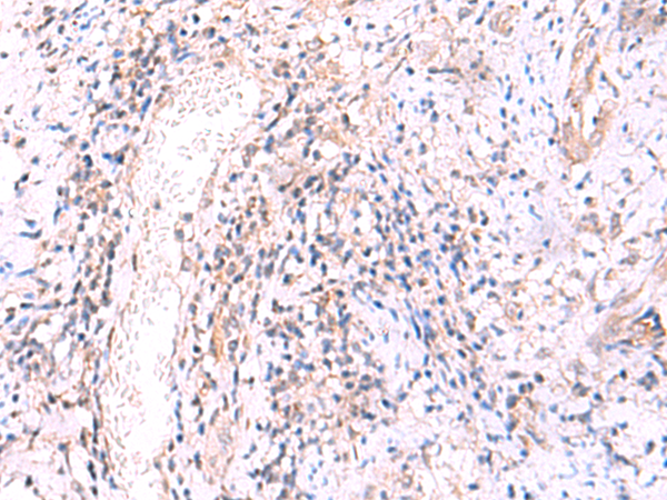 MRPS24 Antibody