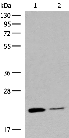 RAC3 Antibody