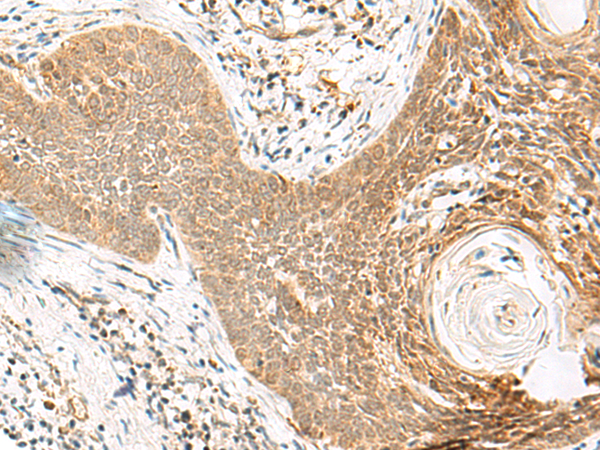 ORC4 Antibody