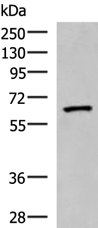 PDIA5 Antibody