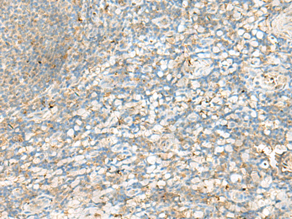 HLA-DRB4 Antibody