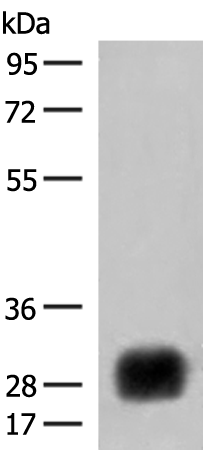 HLA-DRB4 Antibody