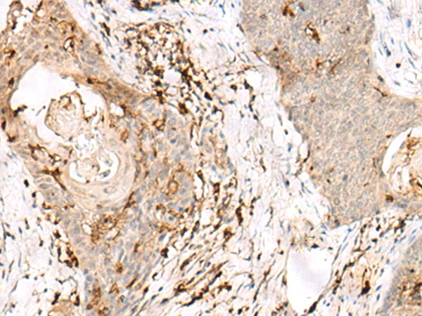 OVOL2 Antibody