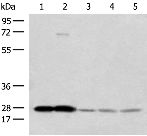 OVOL2 Antibody