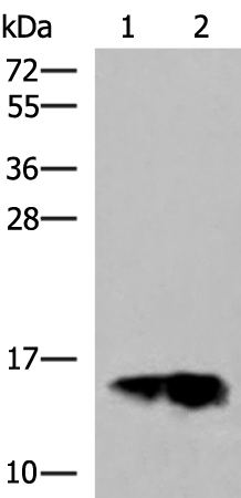 GOLGA7 Antibody