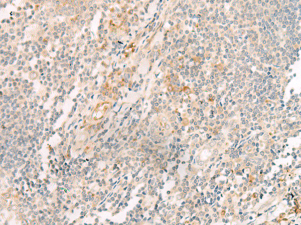 HBE1 Antibody