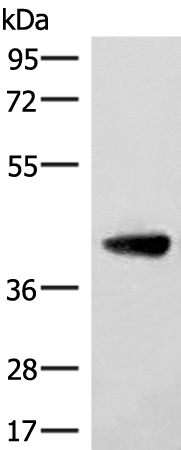 ST8SIA4 Antibody