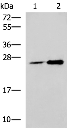DGCR6L Antibody