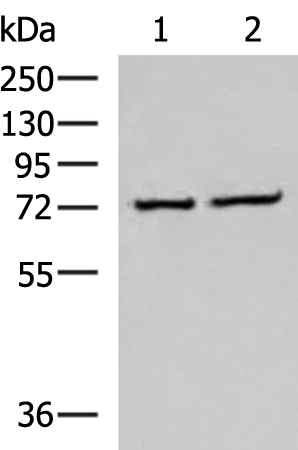 CSTF3 Antibody
