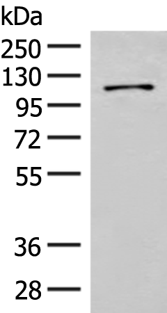 FANCB Antibody