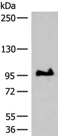 GANC Antibody