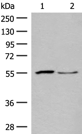 SLC2A8 Antibody