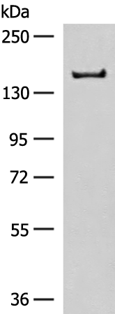 ADGRF5 Antibody