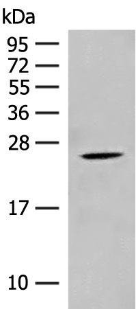 CHP1 Antibody