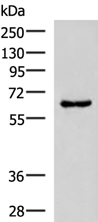GPR89A/GPR89B Antibody