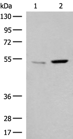 GRIPAP1 Antibody