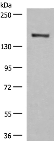 GRSF1 Antibody