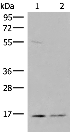 HELT Antibody