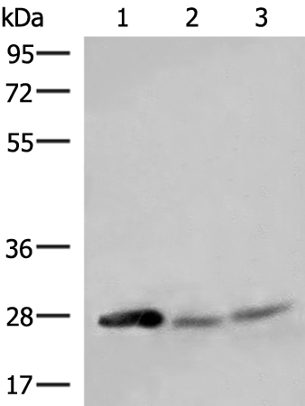 HNRNPA1L2 Antibody
