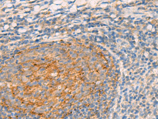 WLS Antibody