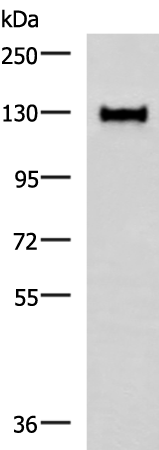 WLS Antibody
