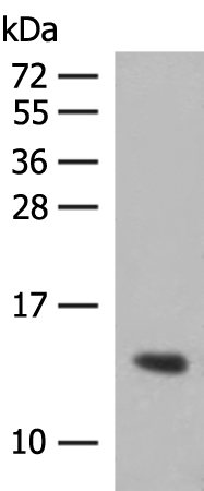 HBG1/HBG2 Antibody