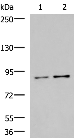 VAC14 Antibody
