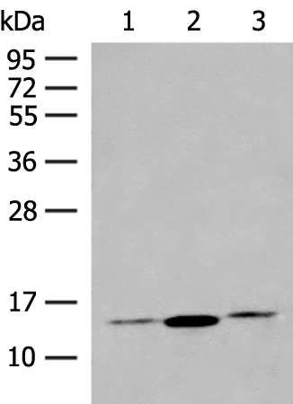 HBB Antibody