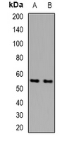 PDCD12 Antibody