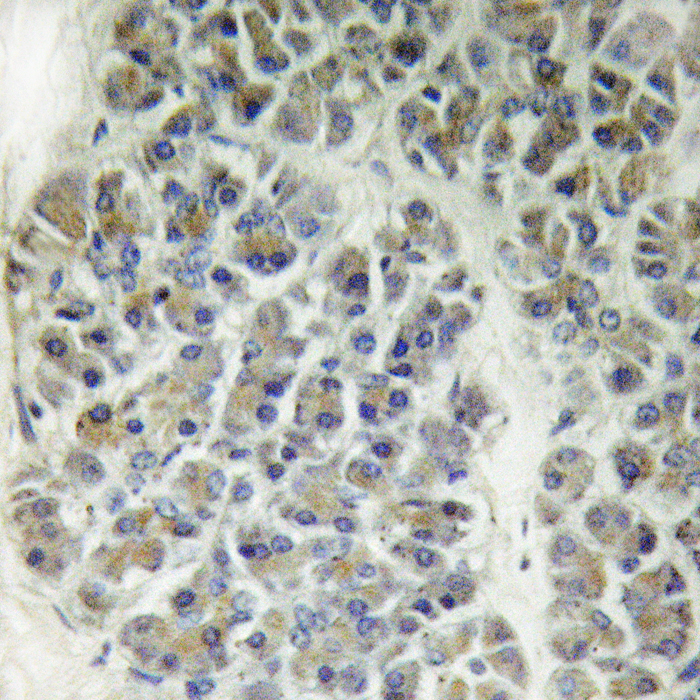 CARD10 Antibody