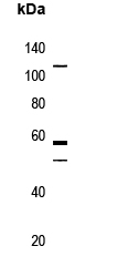 CARD10 Antibody