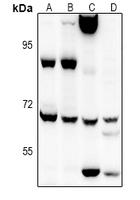 EIF2AK1 Antibody
