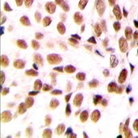 NFYB Antibody