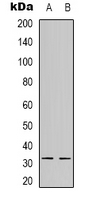 NFYB Antibody