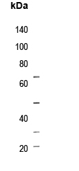 ZNT4 Antibody