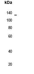 LEKTI Antibody